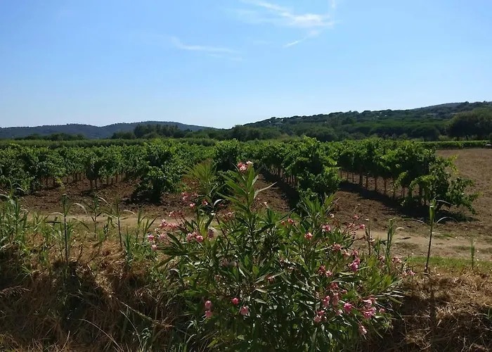 Les Vignes Et La Pinede Pres De La Plage